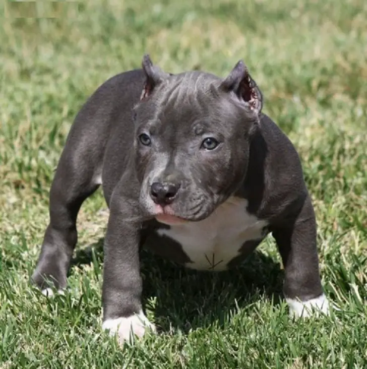blue nose american pitbull puppies for sale